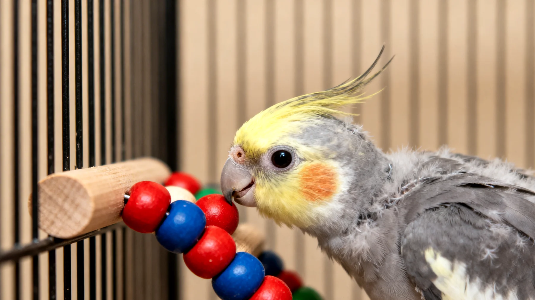 Junge Nymphensittiche brauchen altersgerechte und sichere Spielideen, die ihre kognitive Entwicklung fördern, ohne sie zu überfordern oder zu gefährden"